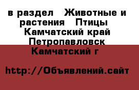  в раздел : Животные и растения » Птицы . Камчатский край,Петропавловск-Камчатский г.